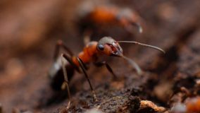 Ant Photo by Mikhail Vasilyev